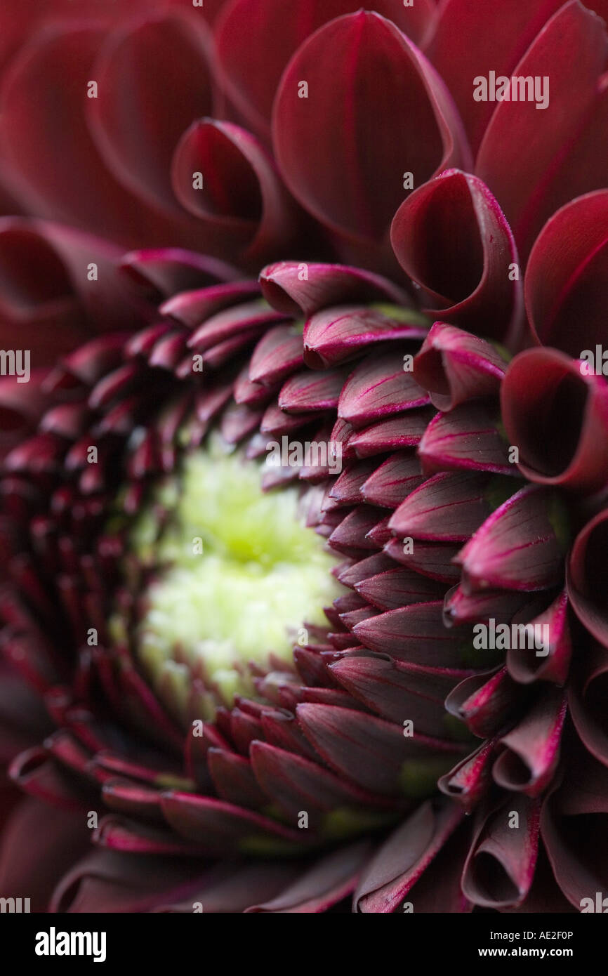 Dahlia Aurora's Kiss flower Stock Photo Alamy