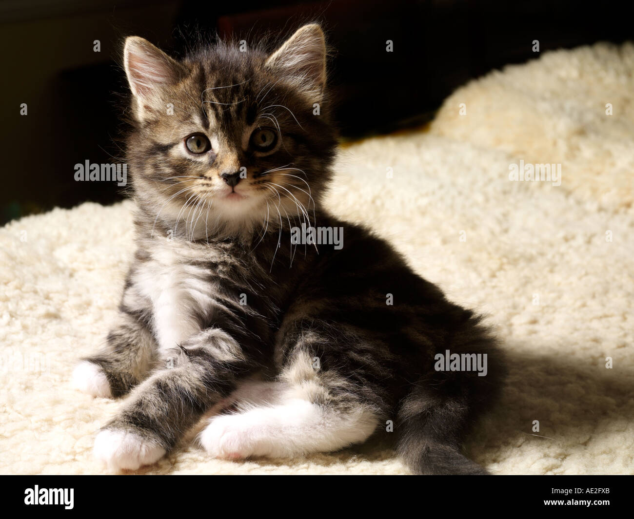 Fluffy Kitten Six Weeks Old Silver Tabby Stock Photo - Alamy