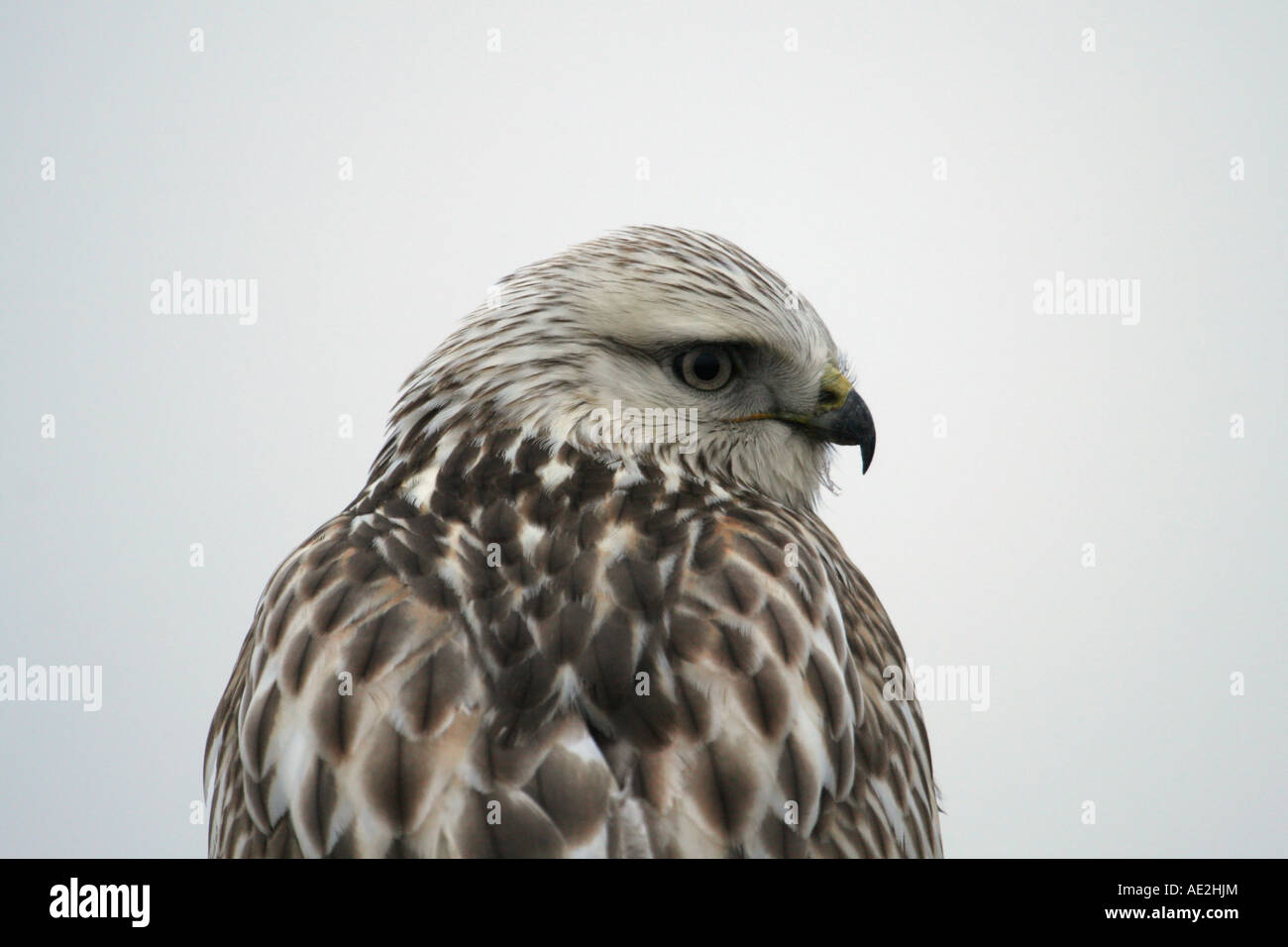 Rough legged hawk looking back over shoulder at camera close up Stock Photo