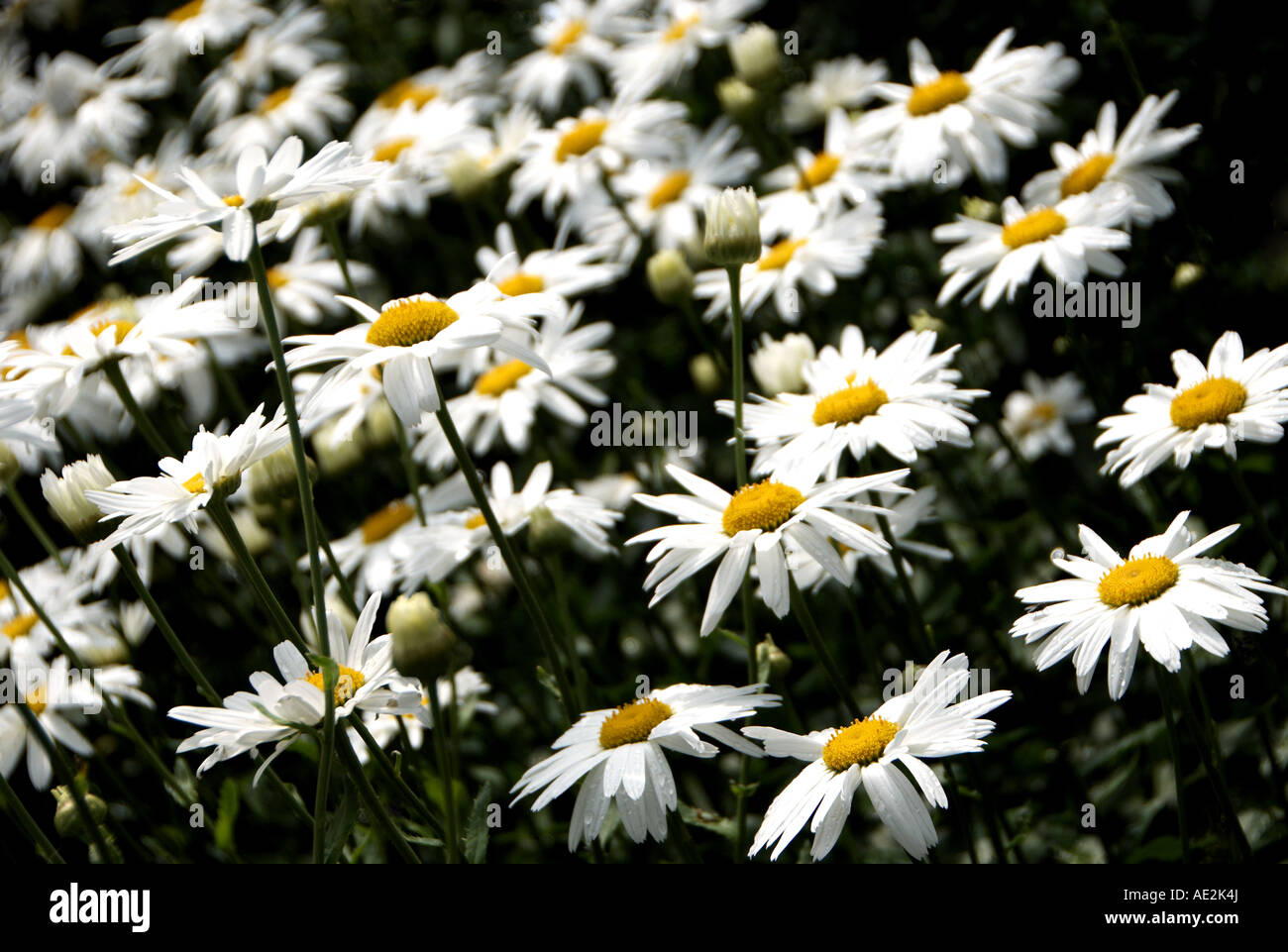 Chamomile flowers, Sussex, UK Stock Photo