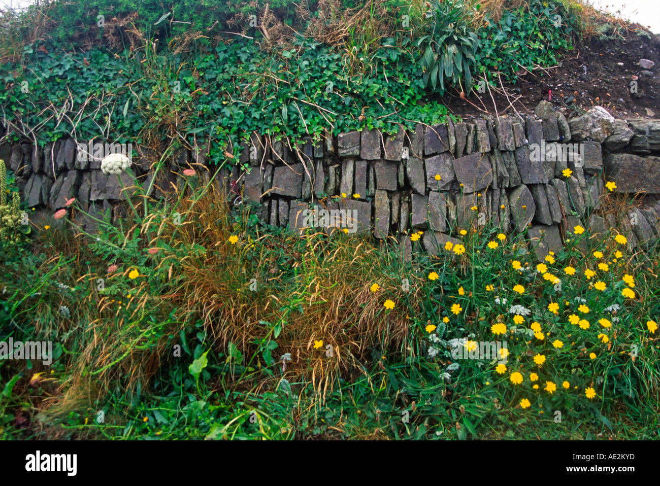 Rich plant diversity in a roadside verge on small country road Cornwall England Stock Photo