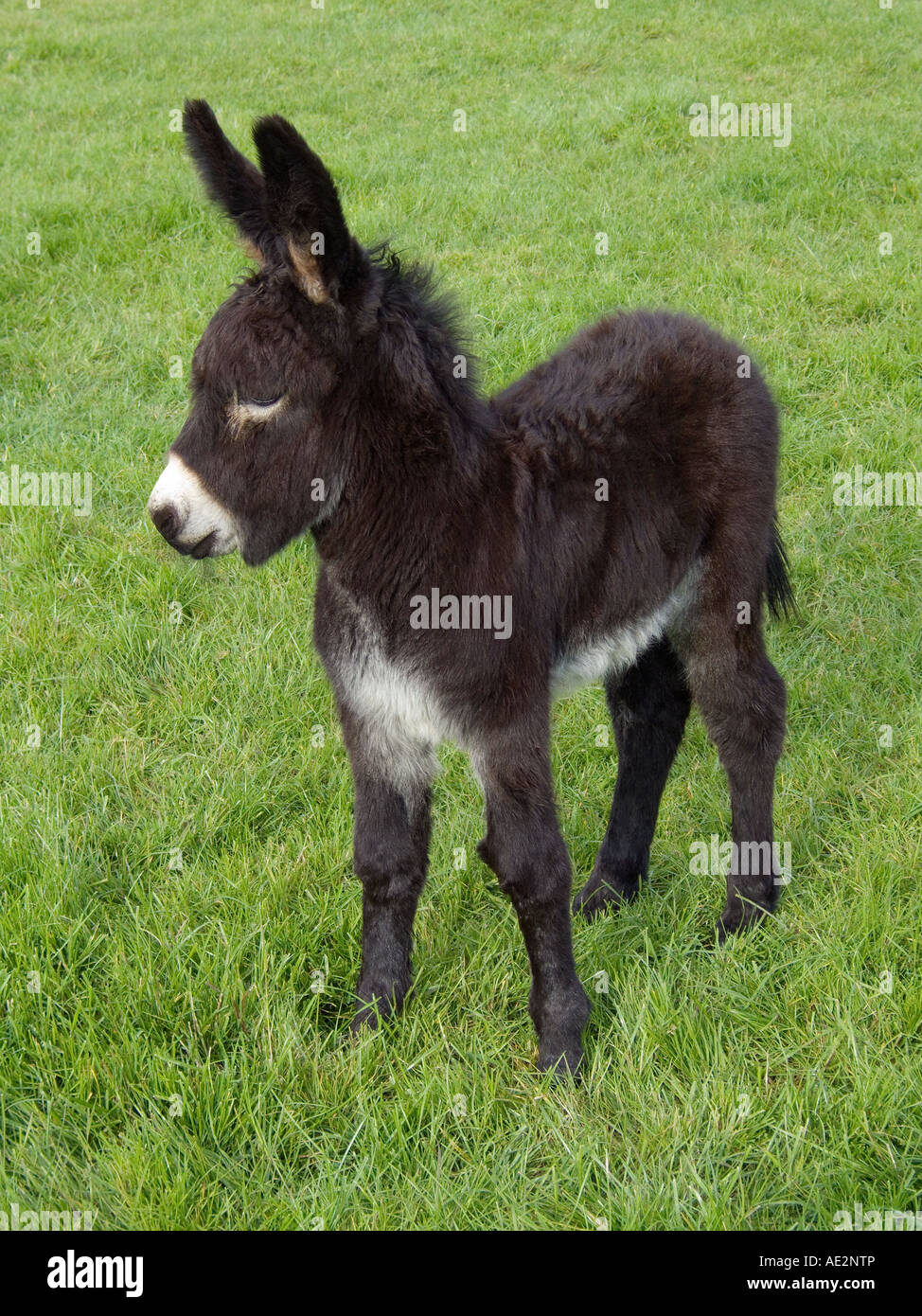 Irish donkey one week old foal Stock Photo Alamy