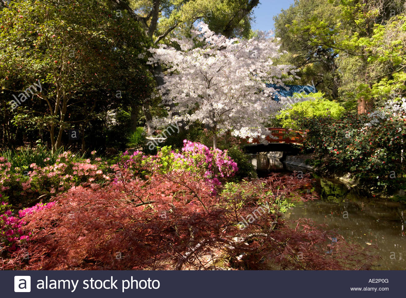 japanese garden spring bloom at descanso gardens la canada