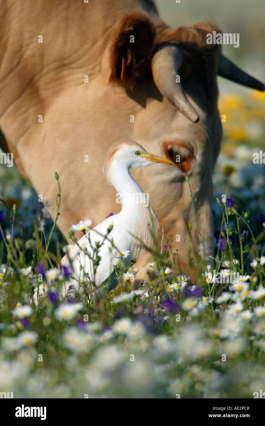 Cattle Egret, Buff backed Heron (Bubulcus ibis, Ardeola ibis) standing next to grazing cow Stock Photo