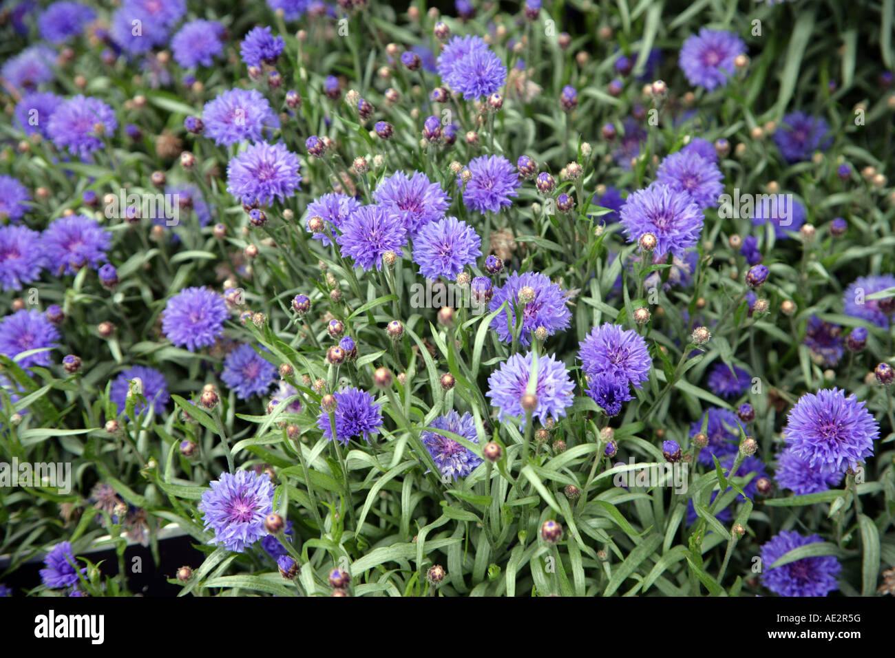 Cornflower Centaurea Knapweed blue annual Stock Photo Alamy