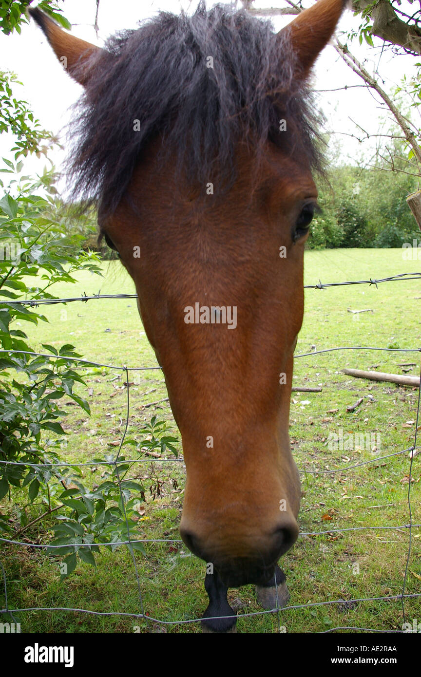 horse face portrait closeup close up c u comical quirky funny mask humour humorous nose curious Stock Photo