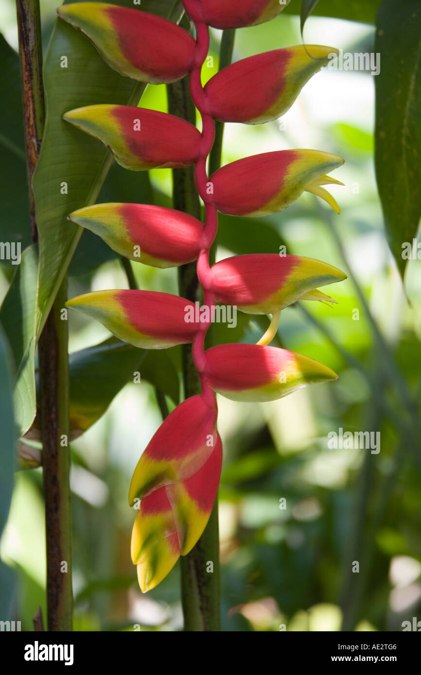Exotic tropical Heliconia plant in Singapore Botanical Gardens Stock