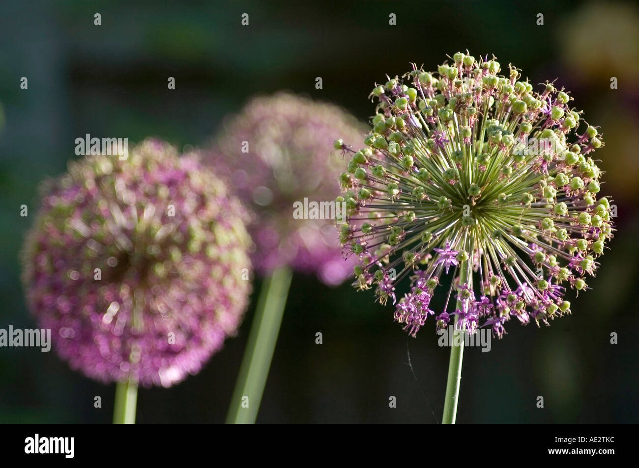 Allium giganteum Bulbous perennial with large globe heads Stock Photo