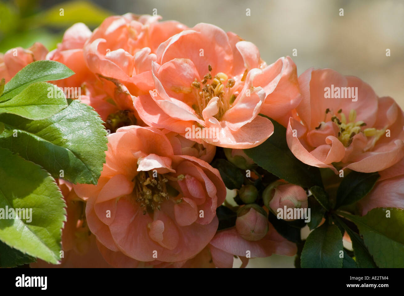 chaenomeles-geisha-girl-japanese-quince-oriental-type-flowers-stock