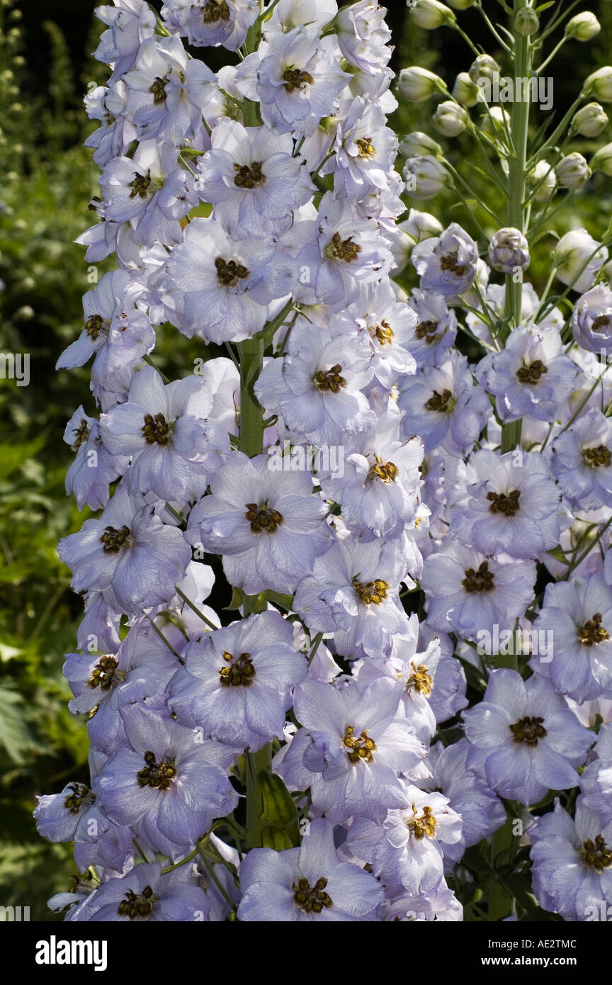 Delphinium elatum Tiger Eye Light blue larkspur Stock Photo - Alamy