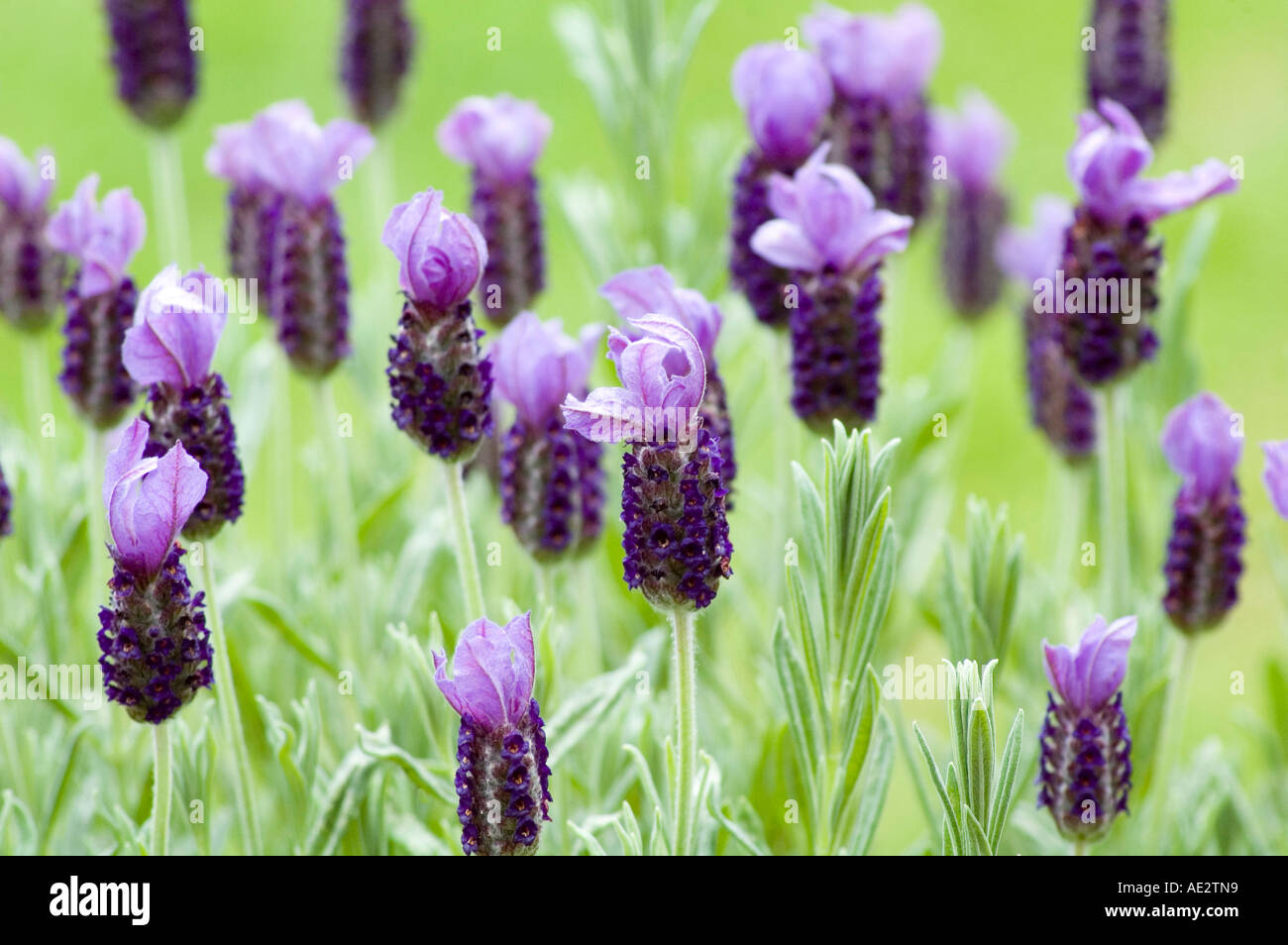 Lavandula stoechas Anouk One of many French Buttrfly Lavenders Blurred background with space for text Stock Photo