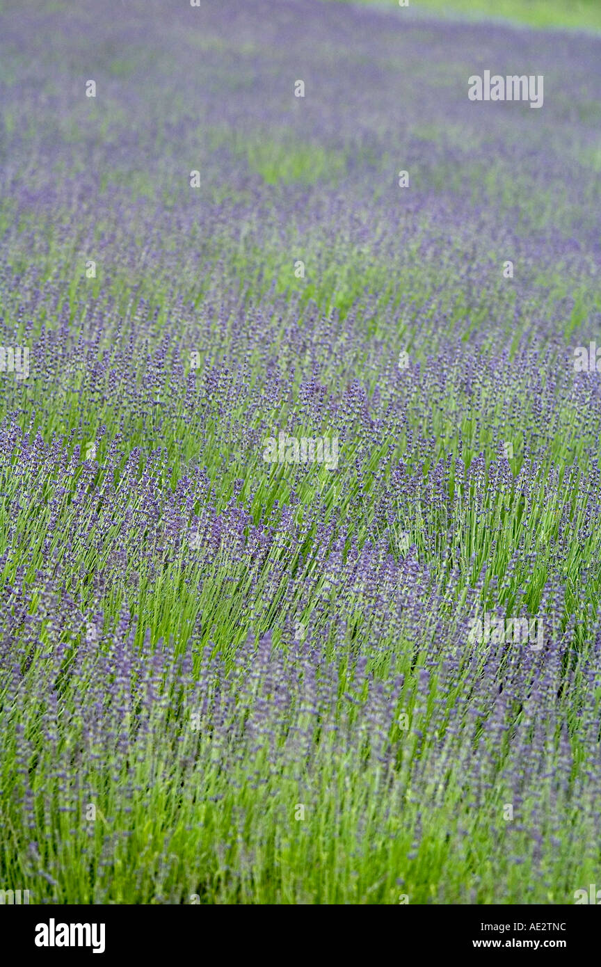 Lavender growing in field Lavandula hidcote Stock Photo