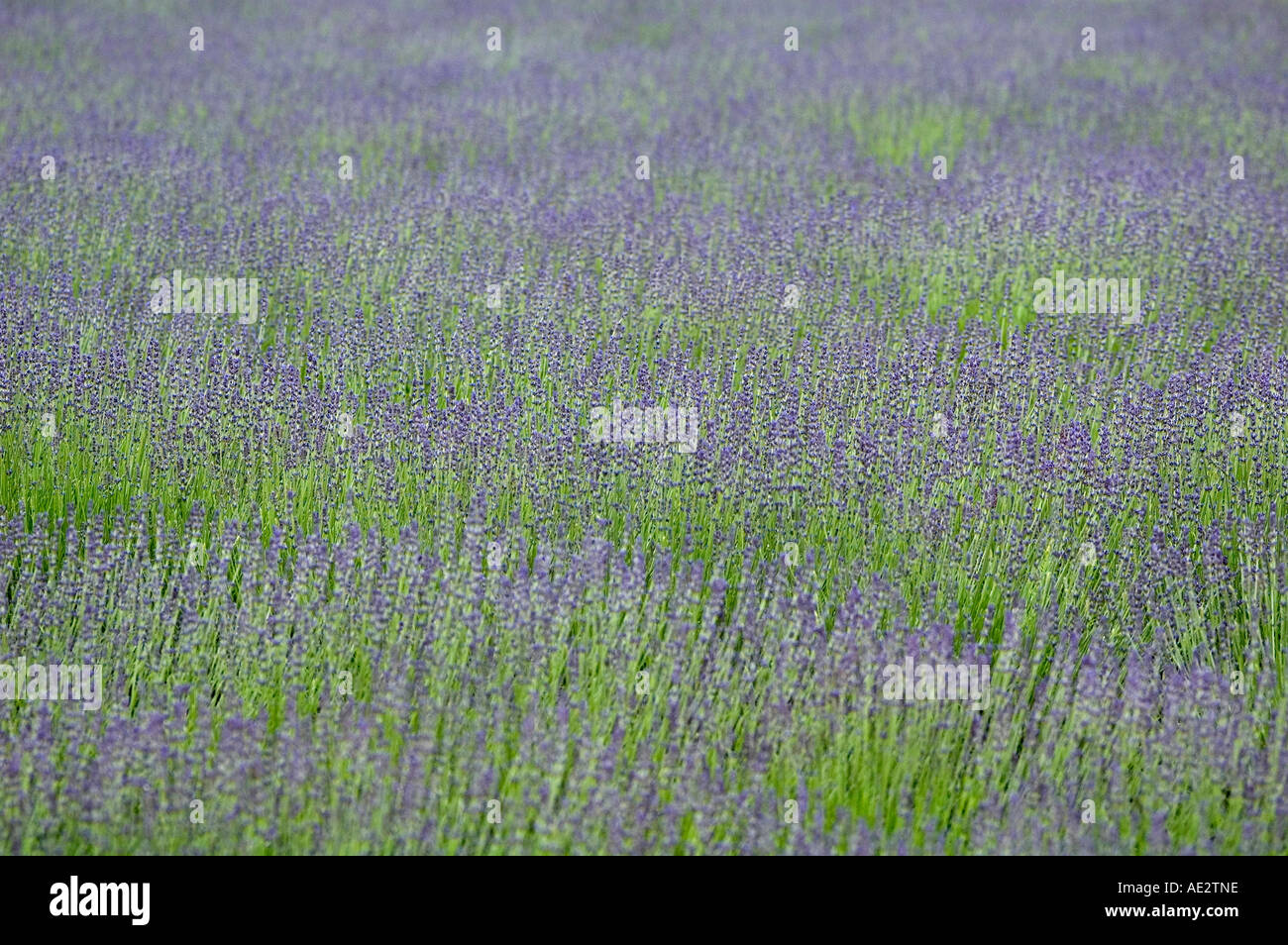 Lavender growing in field Lavandula hidcote Stock Photo