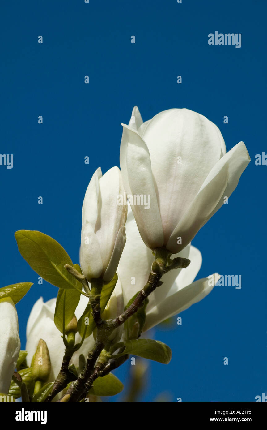 Magnolia soulangeana alba hi-res stock photography and images - Alamy