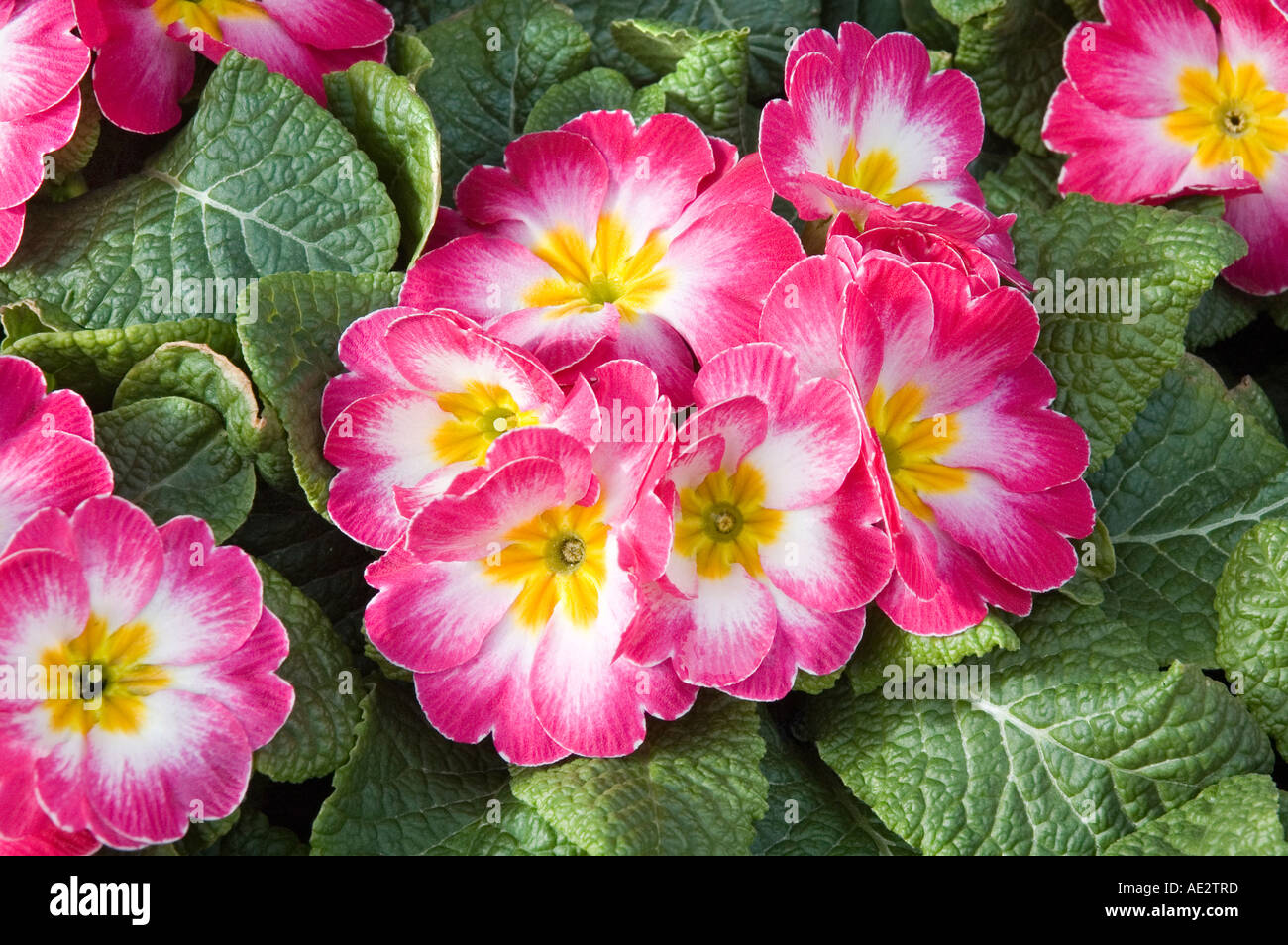 Rose pink primrose flowers herald the start of the spring gardening season in the UK Stock Photo