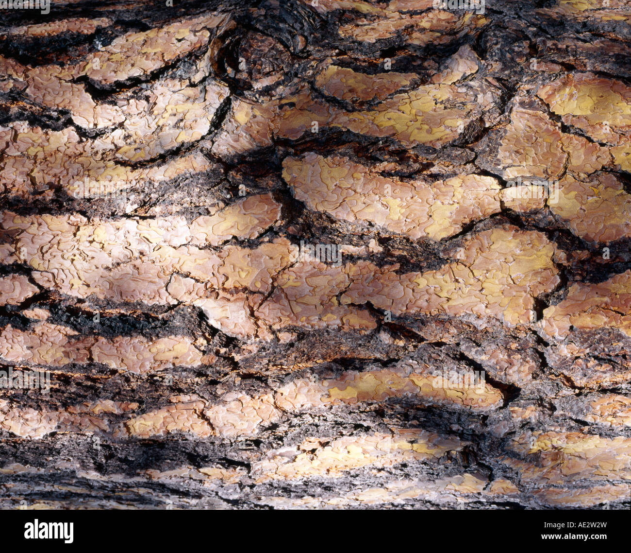 a close up photograph of the golden and yellow coloured bark Stock Photo
