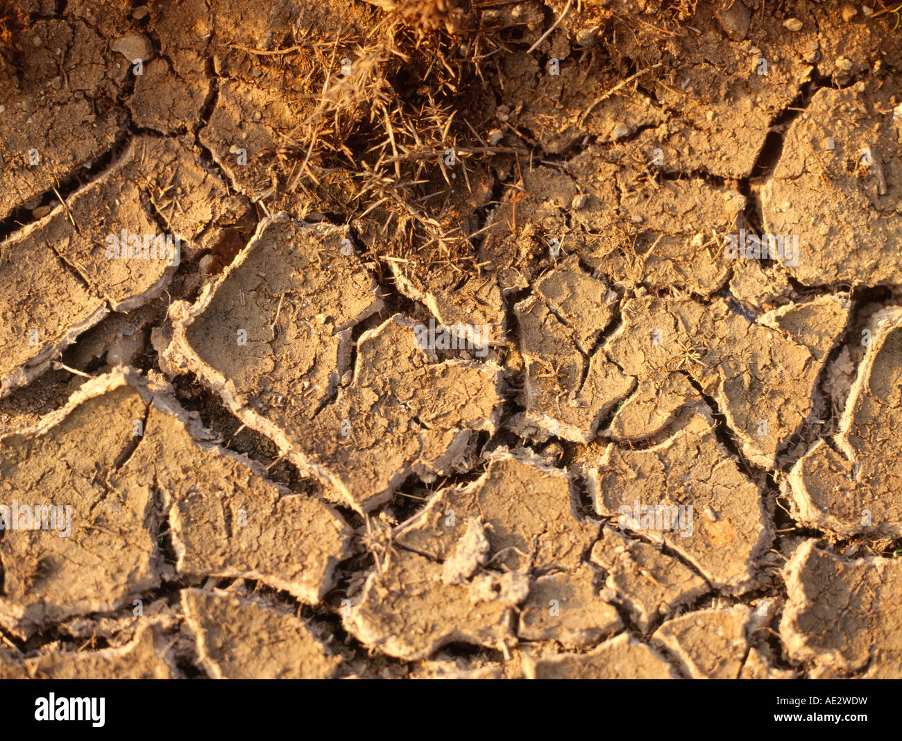 parched cracked soil Stock Photo