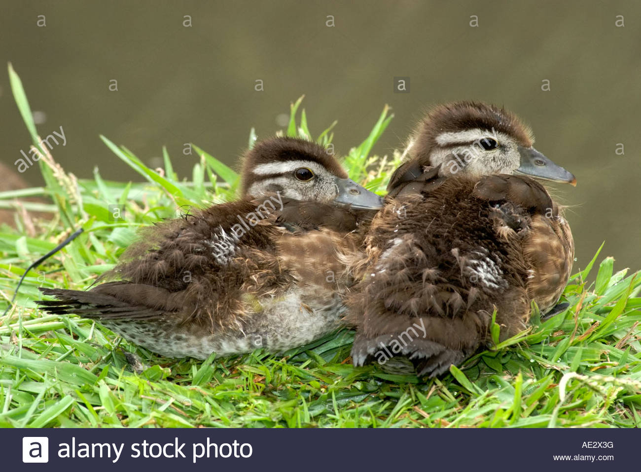 Juvenile Wood Duck High Resolution Stock Photography and Images Alamy