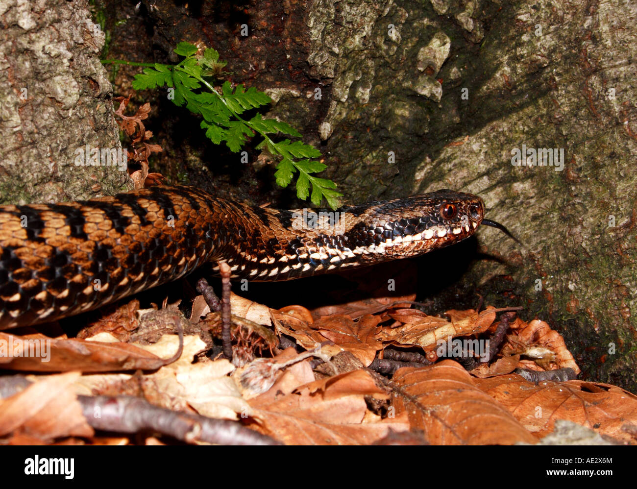 A female adder inspecting the air with tongue in Northern Dinaric Mountains (Slovenia - Croatia) Stock Photo