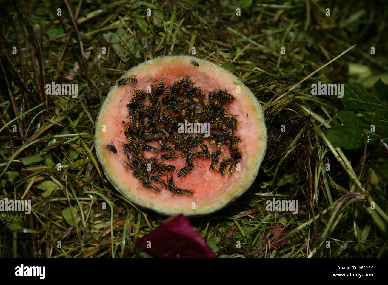wasps photographed on melon in compost heap Stock Photo