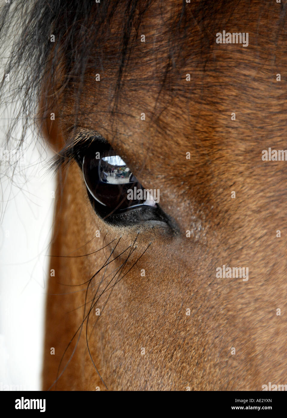 Close up of a horse eye Stock Photo