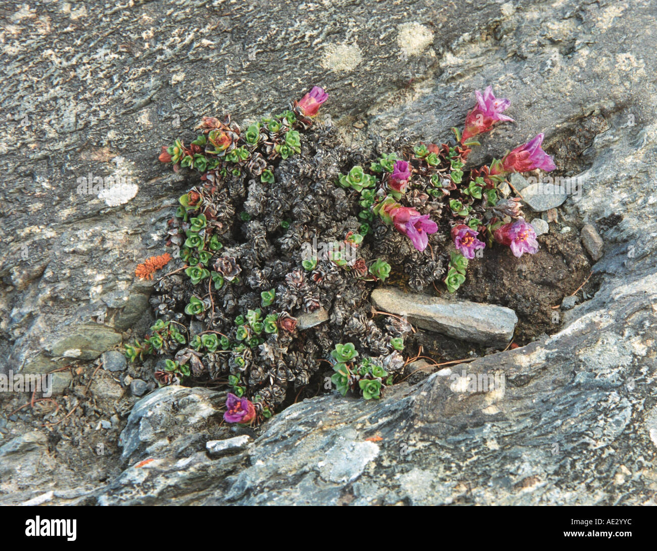 Wild alpine flowers Saxifrage (Saxifraga oppositifolia) growing in rocky soil. Altai. Siberia. Russia Stock Photo