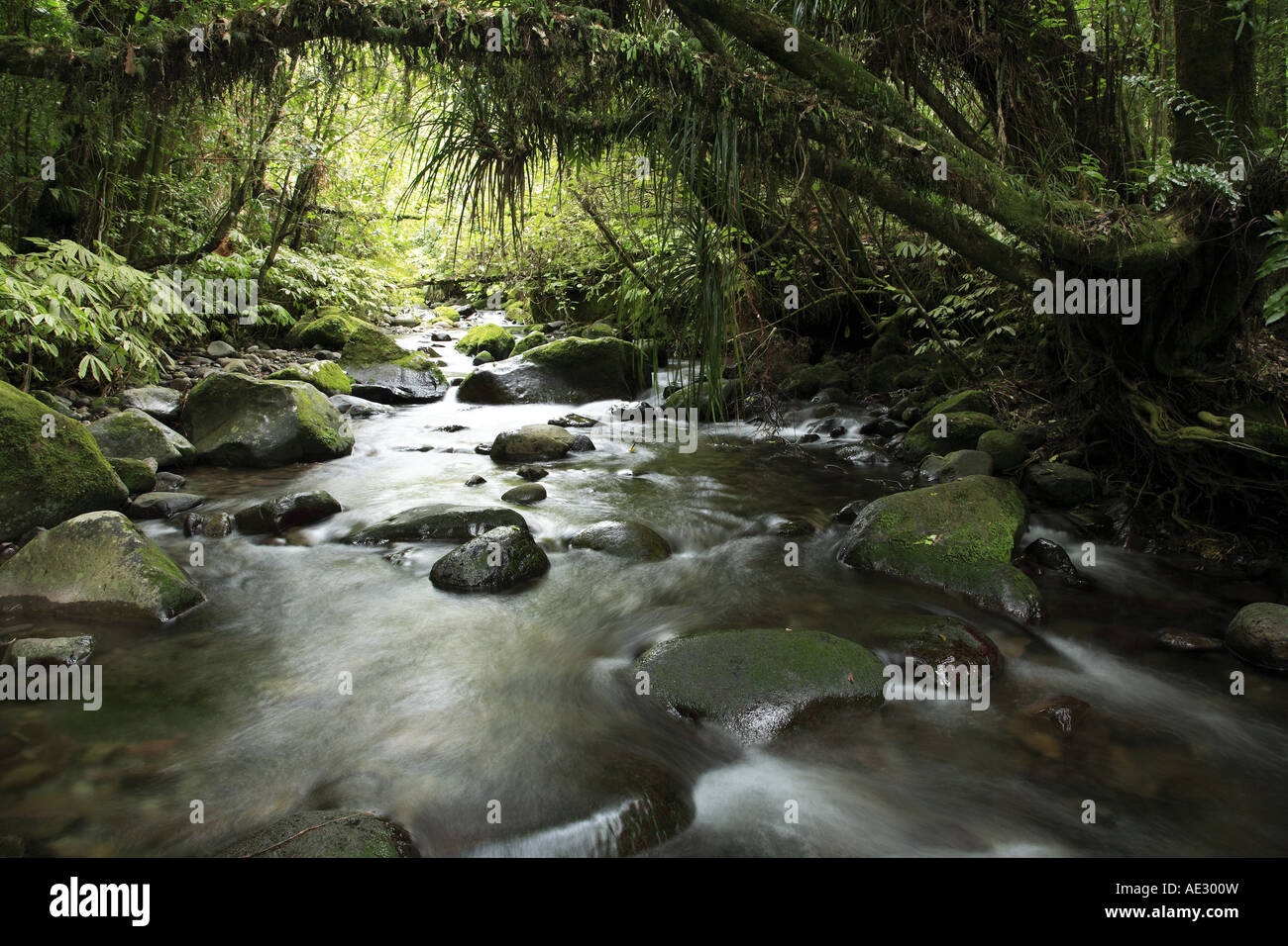 Stream inside forest Stock Photo - Alamy