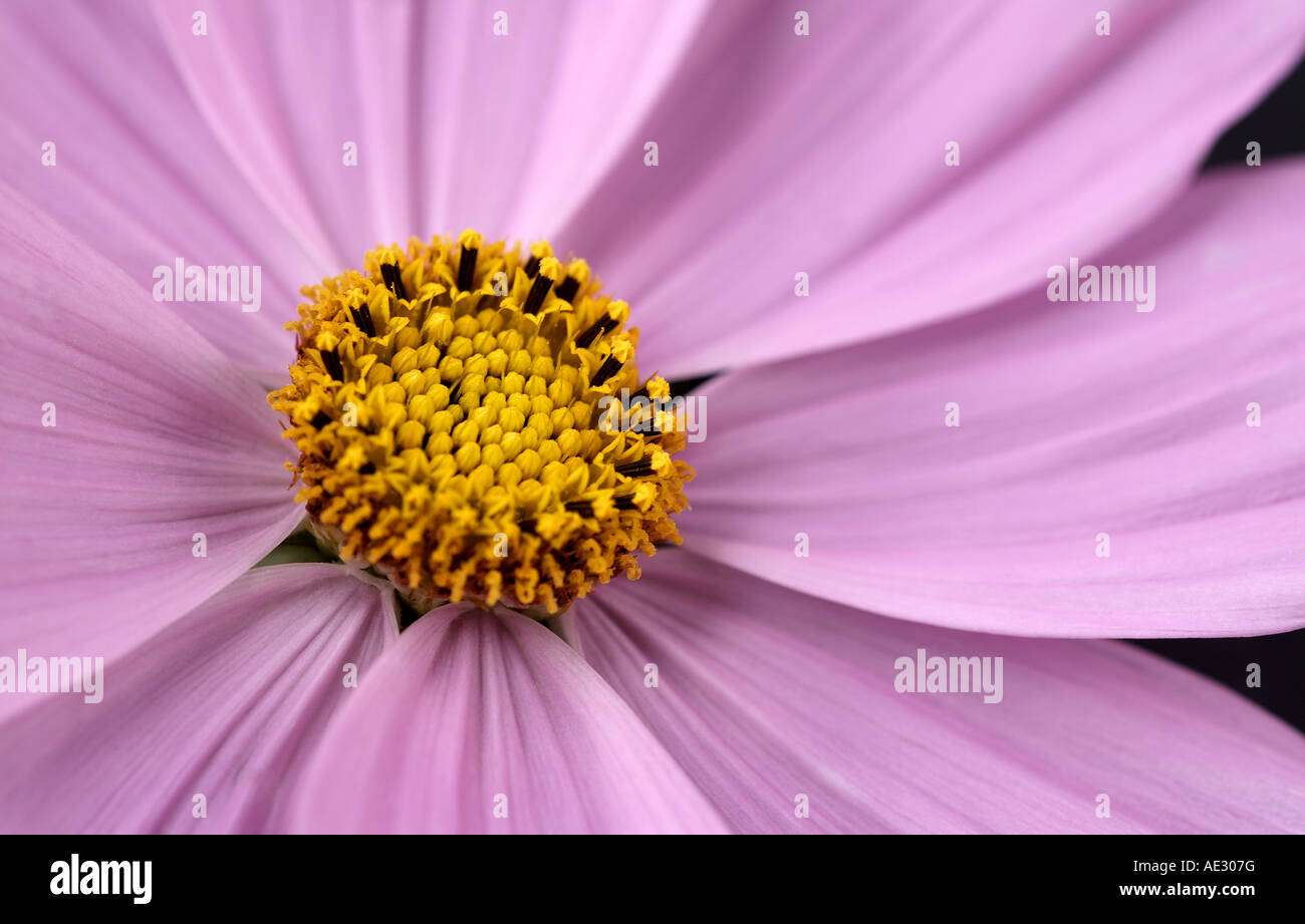 Cosmos flower cosmea hi-res stock photography and images - Alamy