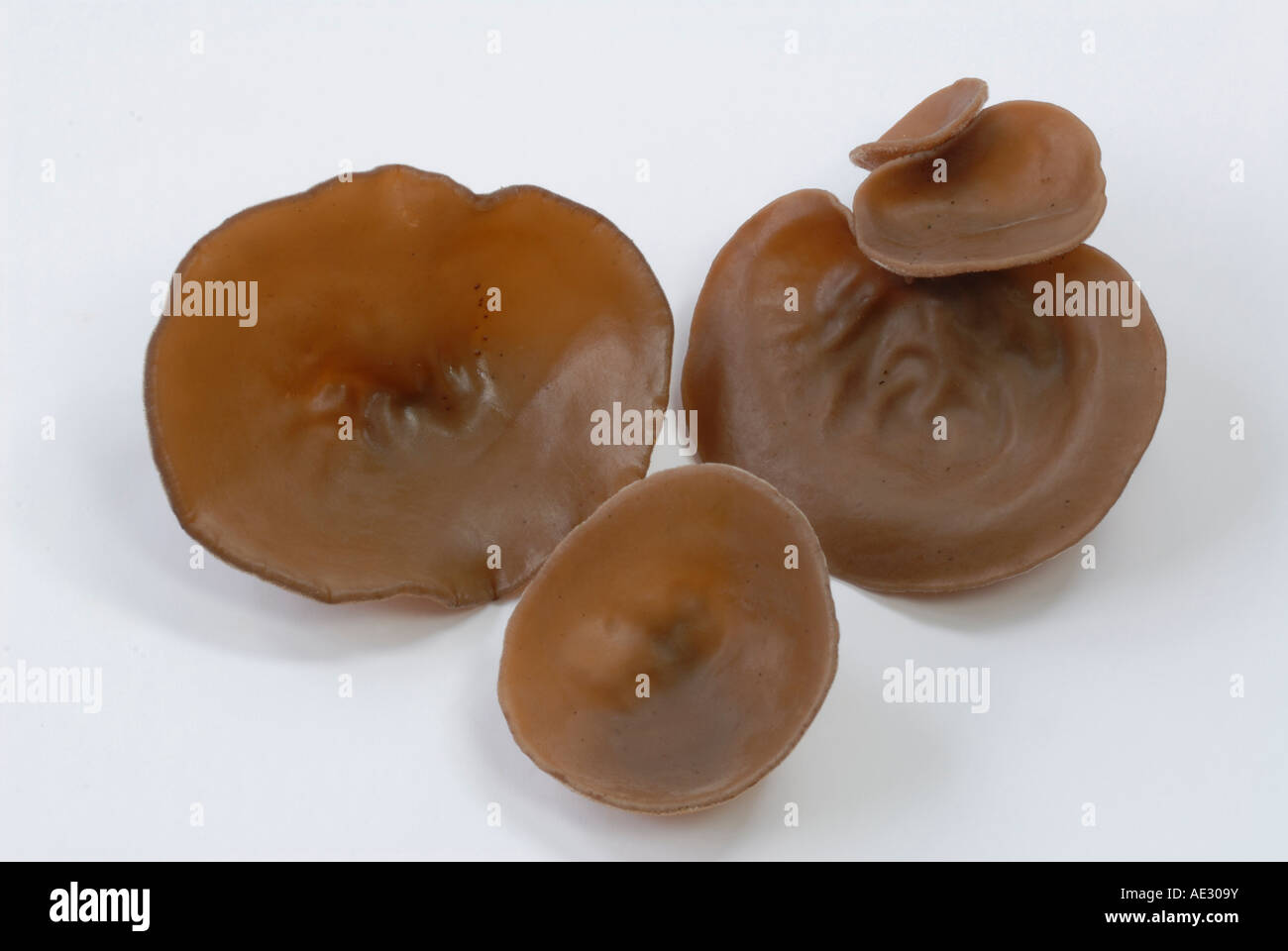 Wood Ear Fungus, Ear Fungus, Mu err Fungus, Jews Ear (Auricularia