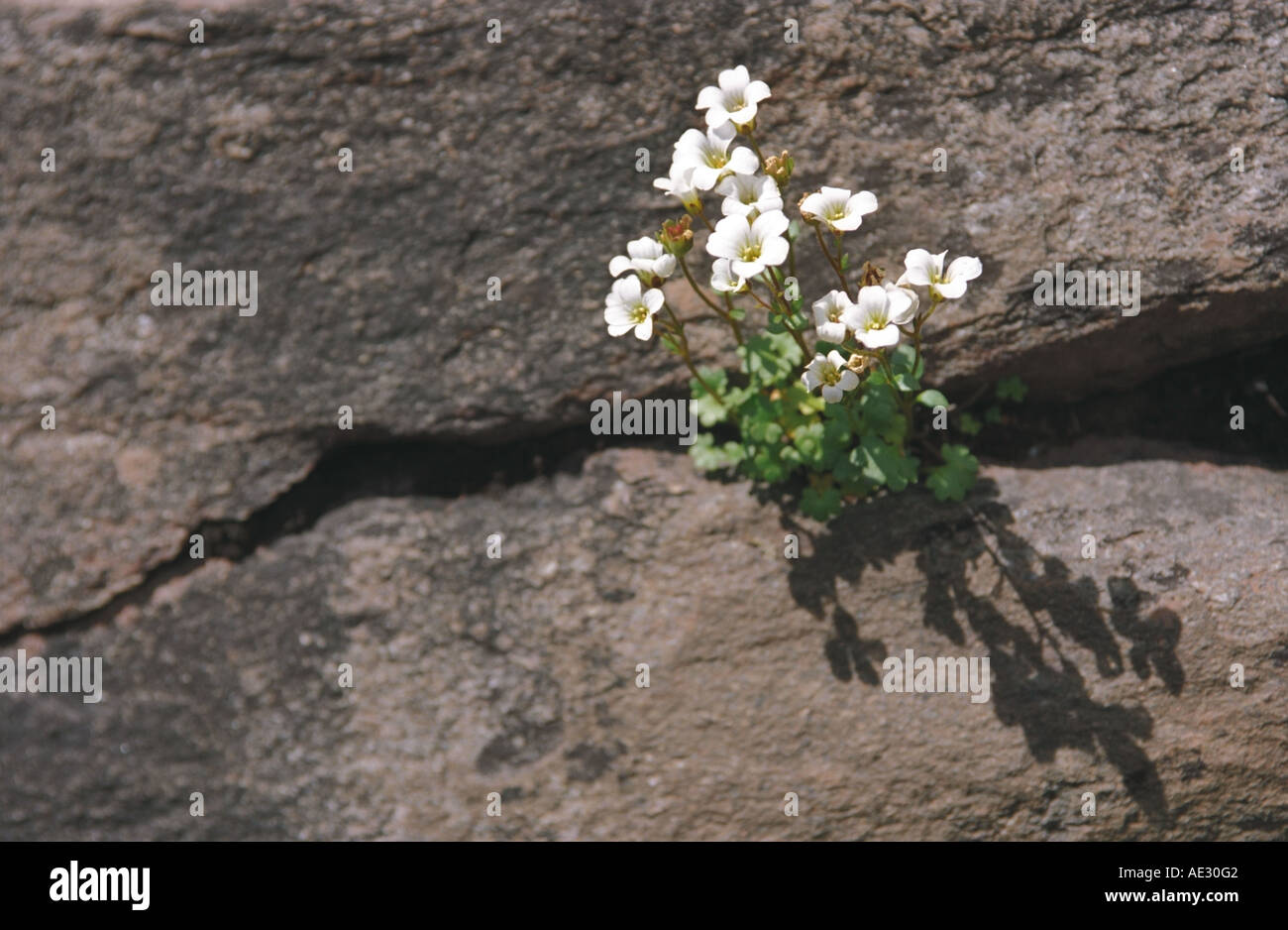 Wild alpine flowers Saxifrage (Saxifraga adscendens) growing from rock crack. Altai. Siberia. Russia Stock Photo