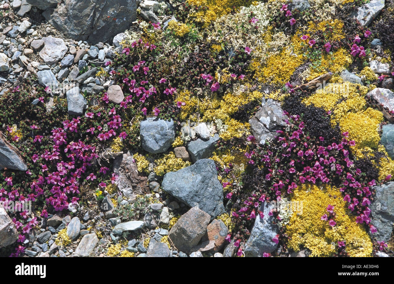 Wild alpine flowers Saxifrage (Saxifraga oppositifolia) growing in rocky soil. Altai. Siberia. Russia Stock Photo