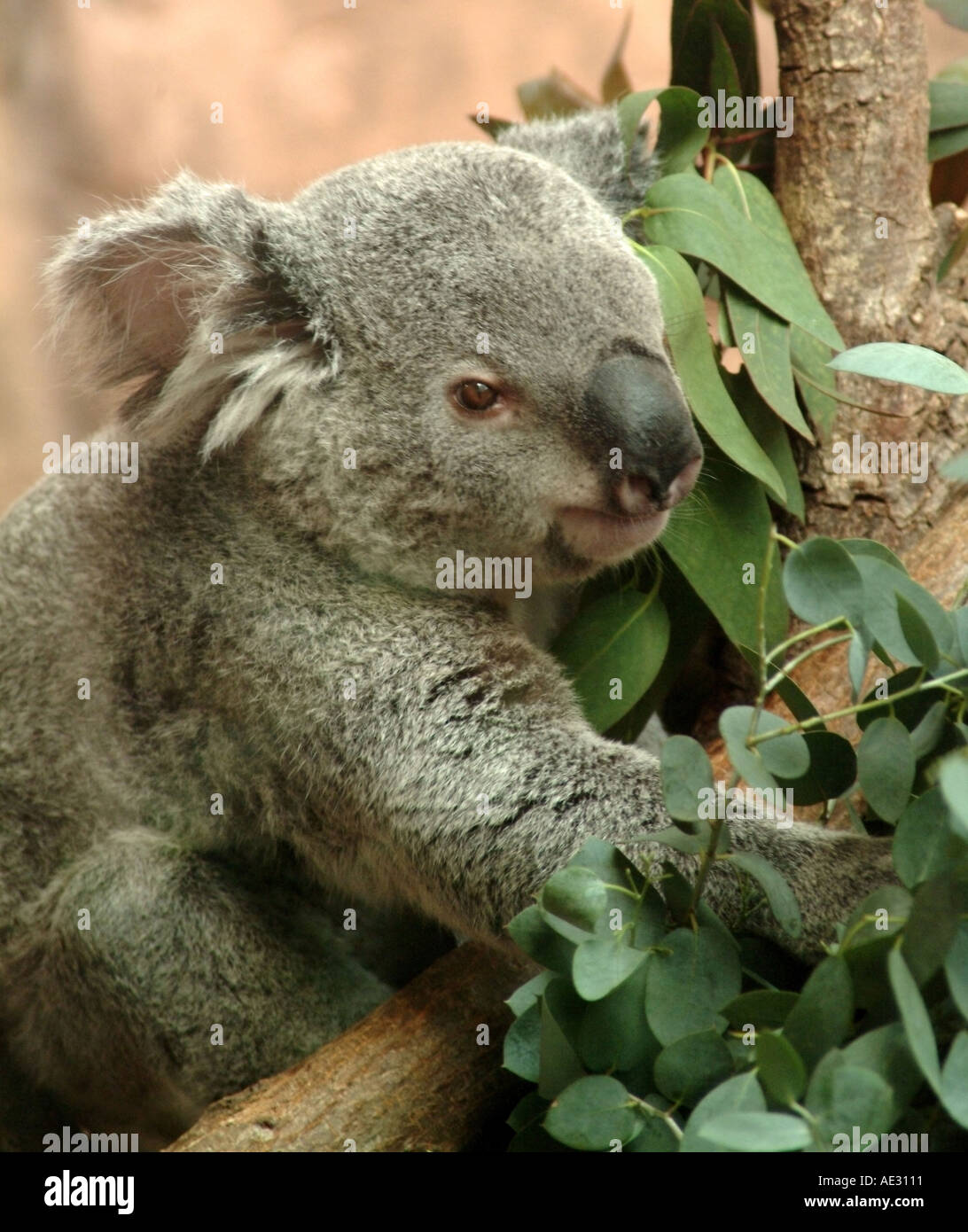 Koala preservation hi-res stock photography and images - Alamy