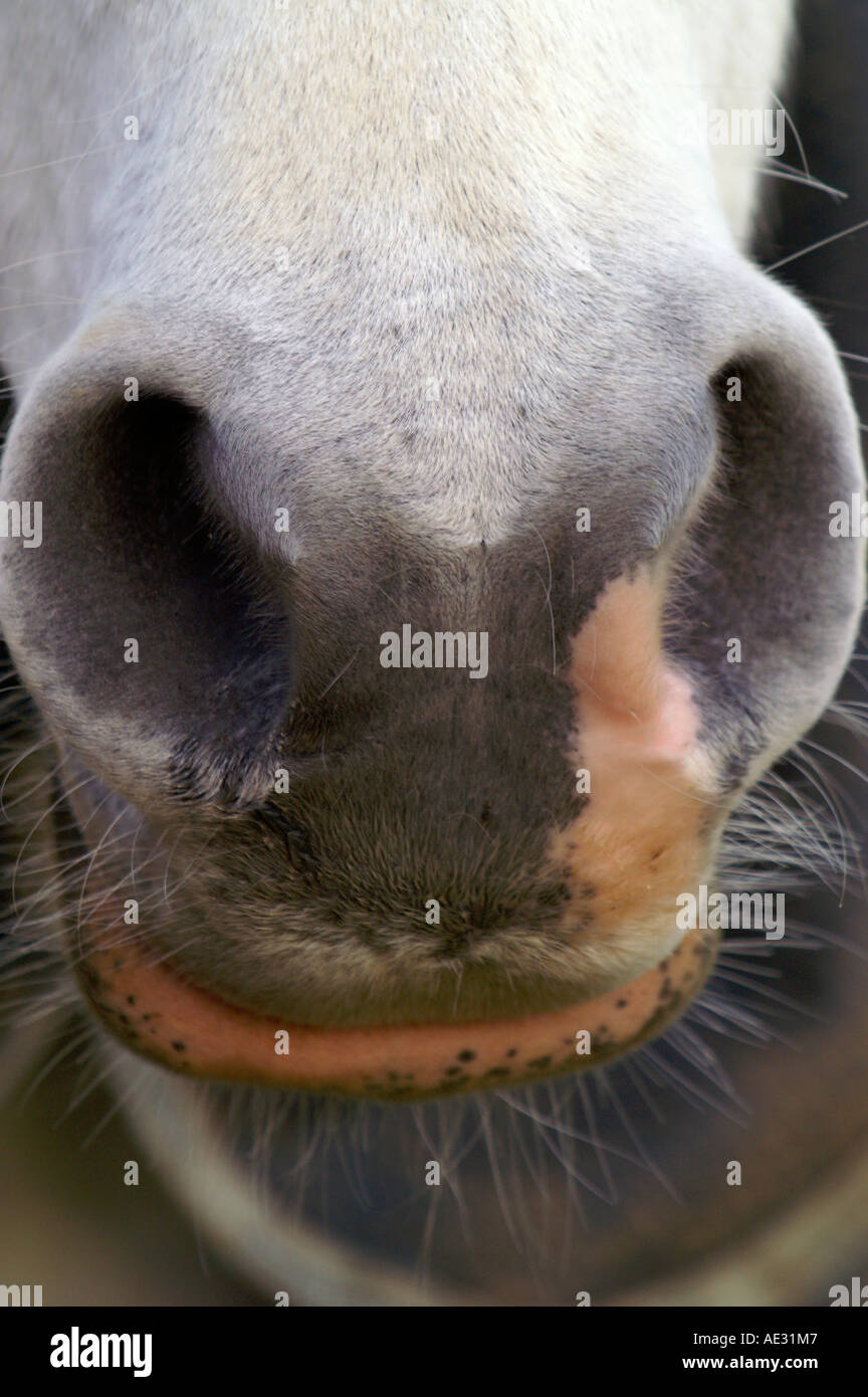 Horse lips, funny face Stock Photo Alamy