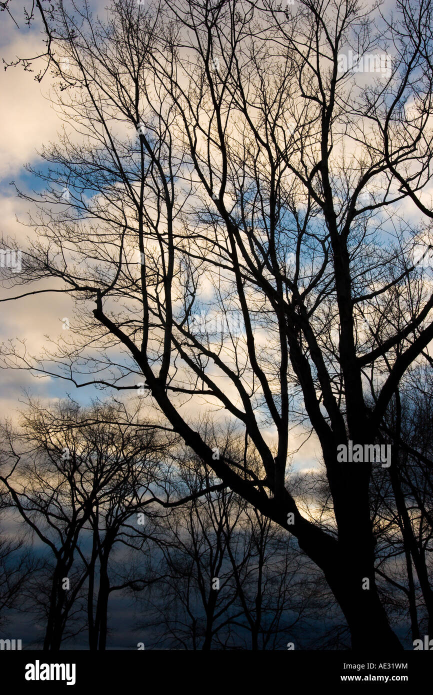 Leafless trees shadowed against the sky on the plains of Abraham in Quebec City Stock Photo