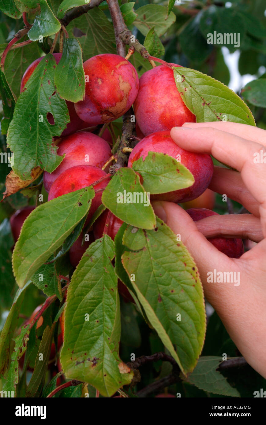 Victoria plum hand hires stock photography and images Alamy