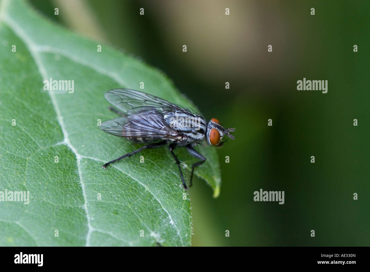 Flesh fly resting on a leaf Stock Photo