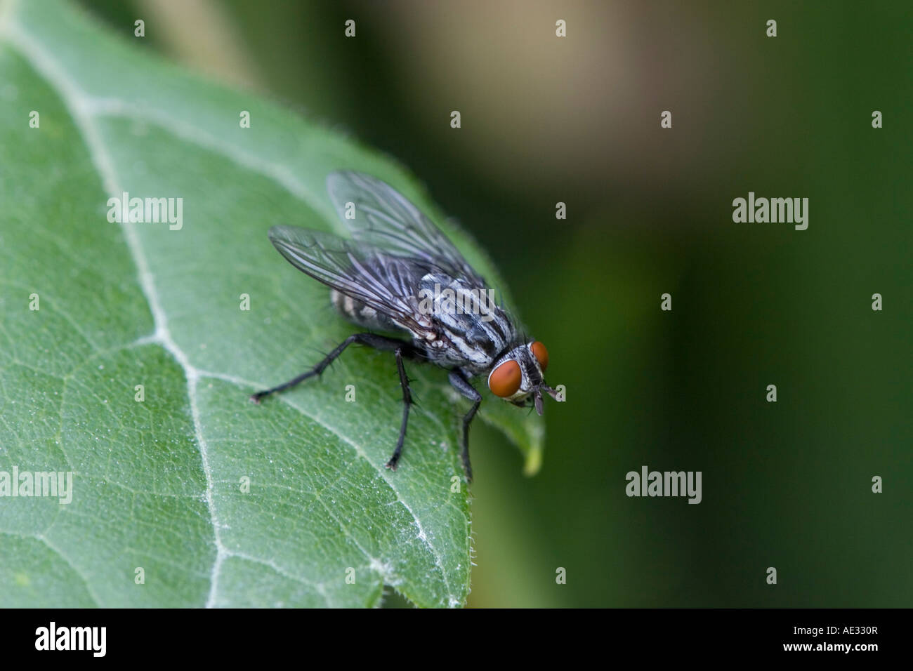 Flesh Fly resting on leaf Stock Photo