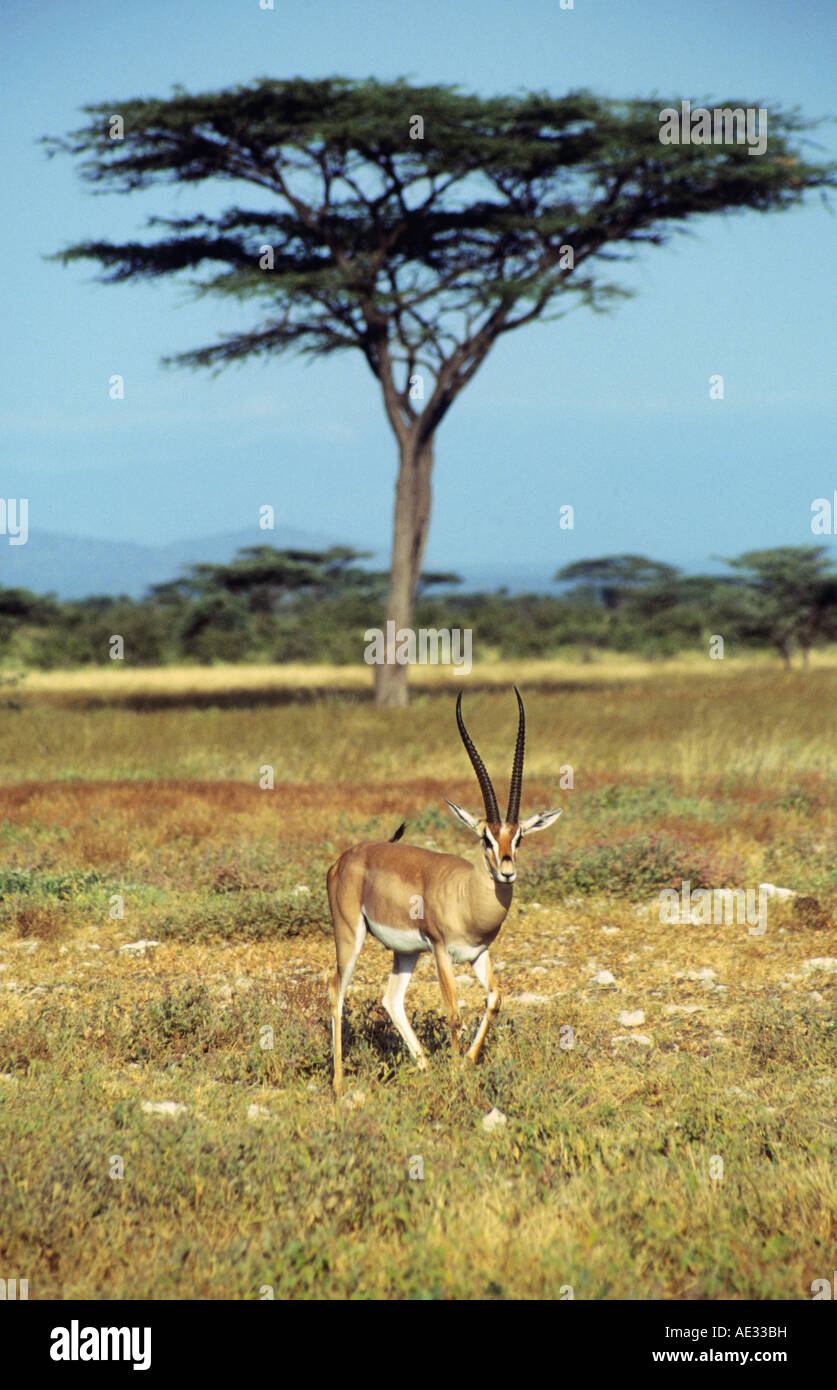 Grant's Gazelle (Gazella granti) in Amboseli National Park, Kenya. Backdrop - An Umbrella Acacia Tree. Stock Photo