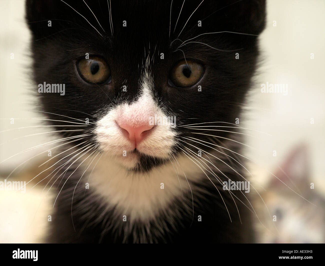 Black and White Kitten Portrait Stock Photo Alamy