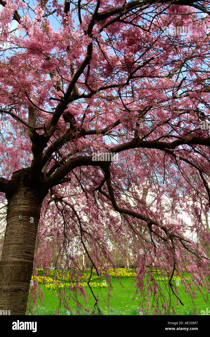 Cherry Tree In St James Park High Resolution Stock Photography and ...