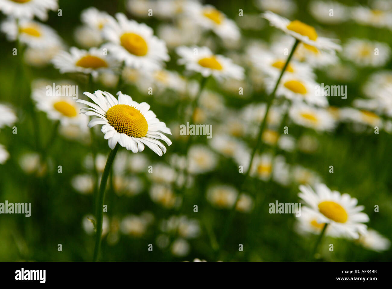 Selective focus isolating a single Oxeye daisy Leucanthemum vulgare against a group of them Sterling Forest New York Stock Photo