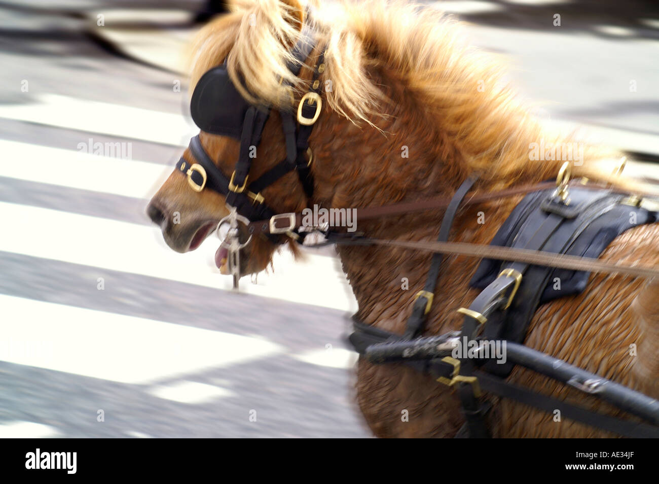 Running horse pulling chariot, team, yoke, streets of London Stock