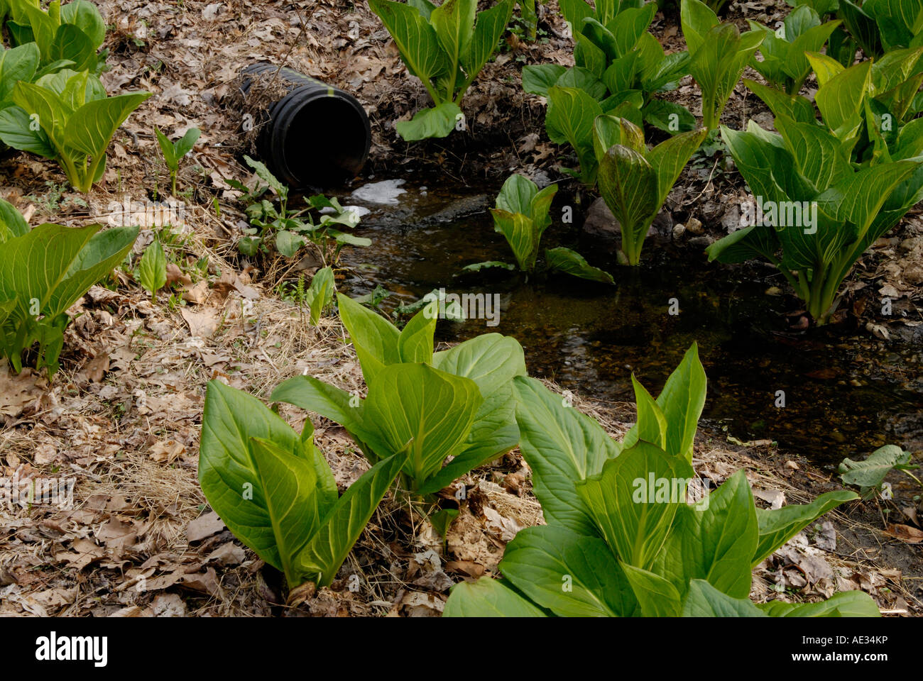 A storm drain pipe feeds into a wetland with Eastern Skunk Cabbage Symplocarpus foetidus northern New Jersey Stock Photo