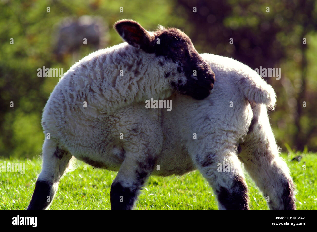 Cotwolds sheep hi-res stock photography and images - Alamy