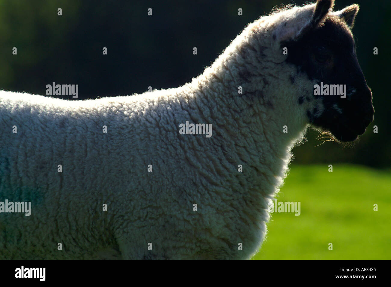 Cotwolds sheep hi-res stock photography and images - Alamy