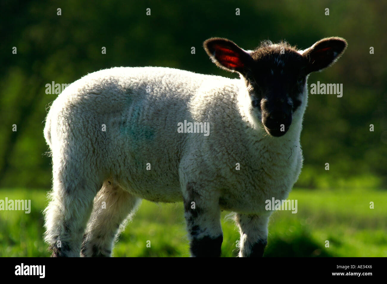 Cotwolds sheep hi-res stock photography and images - Alamy