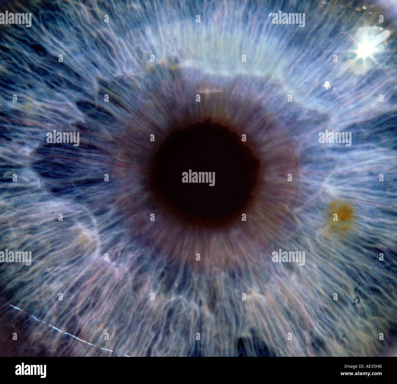 Human eye iris blue hi-res stock photography and images - Alamy