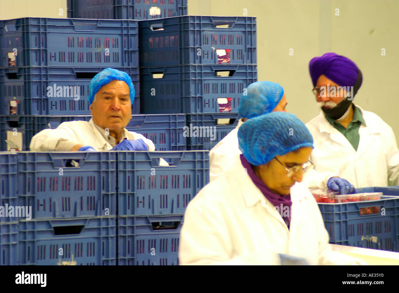 Desperate migrant workers in packhouse, doing menial work, England
