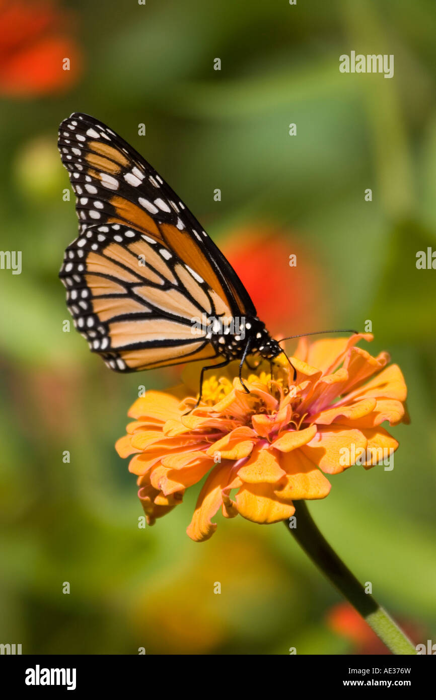 Monarch Butterfly with wings folded on orange yellow flower Stock Photo