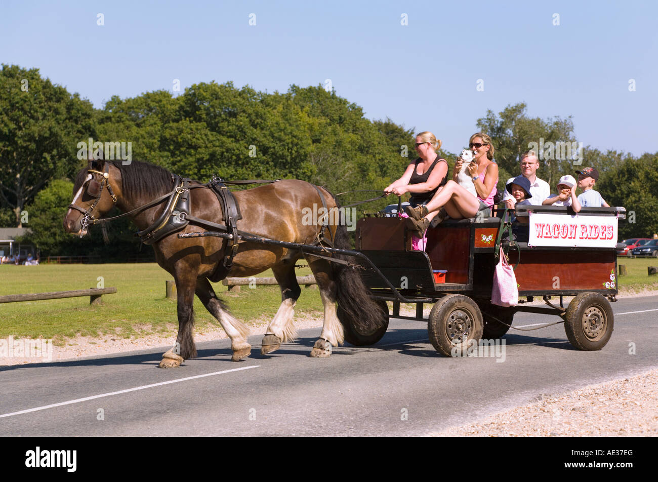 Wagon rides at Burley in the New Forest National Park. Hampshire. UK ...